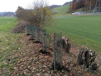 Wir pflegen die Hecke Saale ob Bolligen