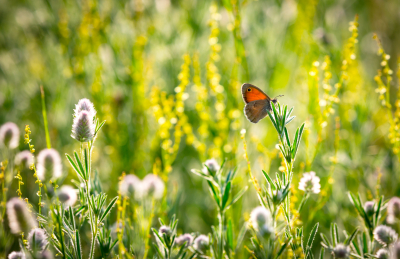 Biodiversität - Das ungenutzte Potenzial unserer Gebäude 